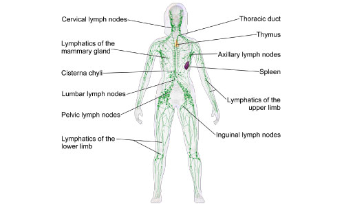 Lymphatic Drainage